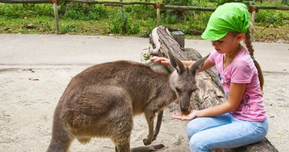 Face-to-Face with Kangaroos: Utah Petting Zoo Encounter in Grantsville