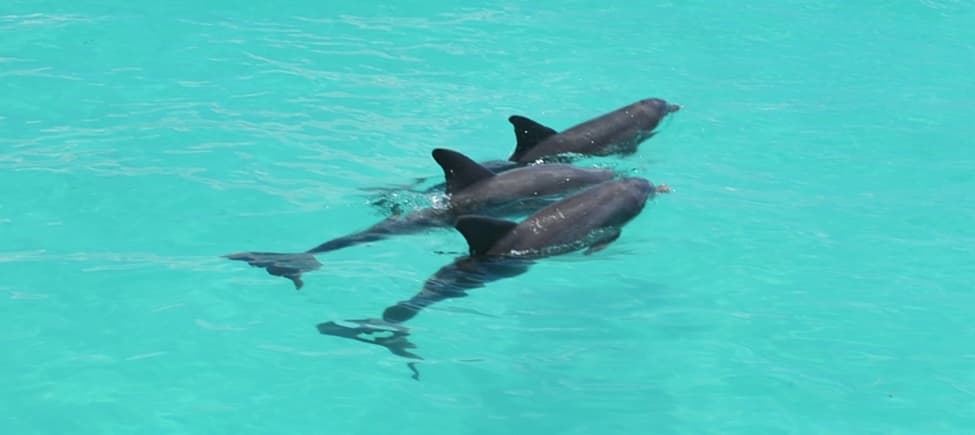 Dolphin Watching & Snorkeling Tour from Miami to Key West