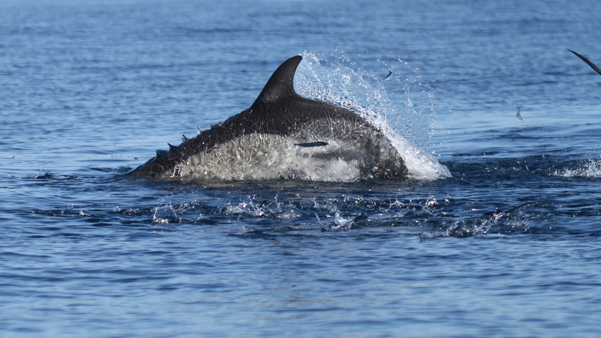 Dolphins and Sea Turtles off Faro: Formosamar Boat Trip in Ria Formosa photo 3