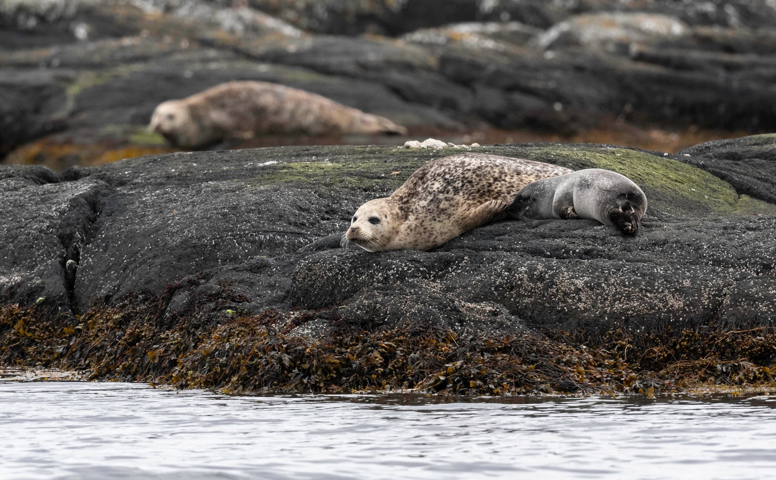 Islay Sea Adventures Limited team