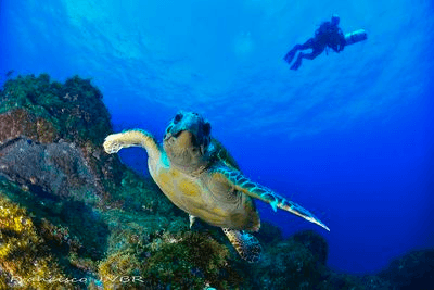 Sea turtle swimming over coral reef with diver in distance