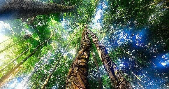 Wildlife & Rainforest Adventure at Cape Tribulation
