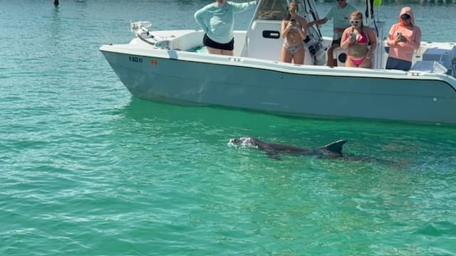 Dolphins and Donuts Morning Tour in Fort Walton Beach | Sandy Bottom Cruise & Wildlife Viewing photo 2