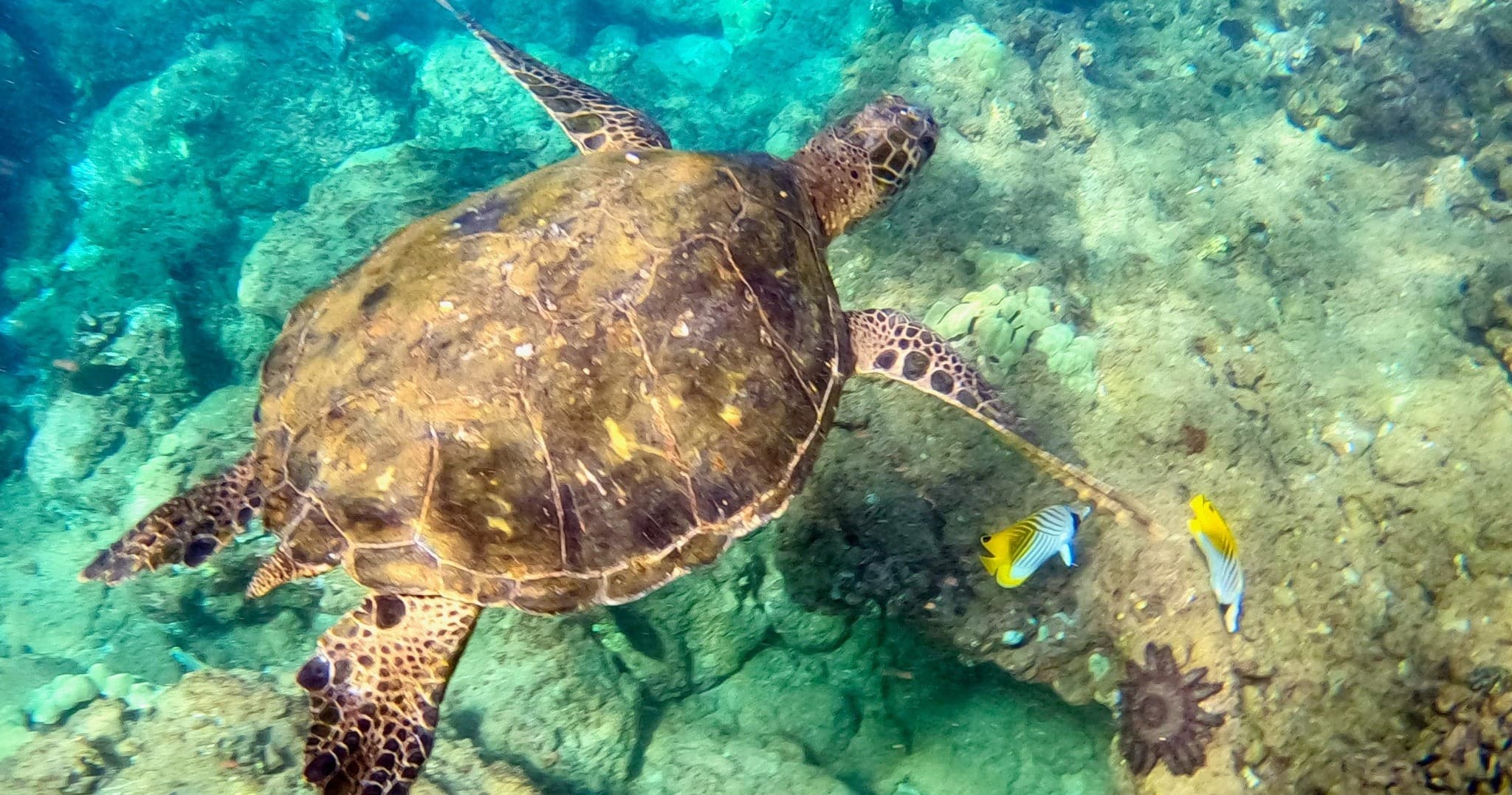 Snorkeling for Non-Swimmers Guided Tour - Wailea Beach | Photography Tour in Lahaina, Hawaii