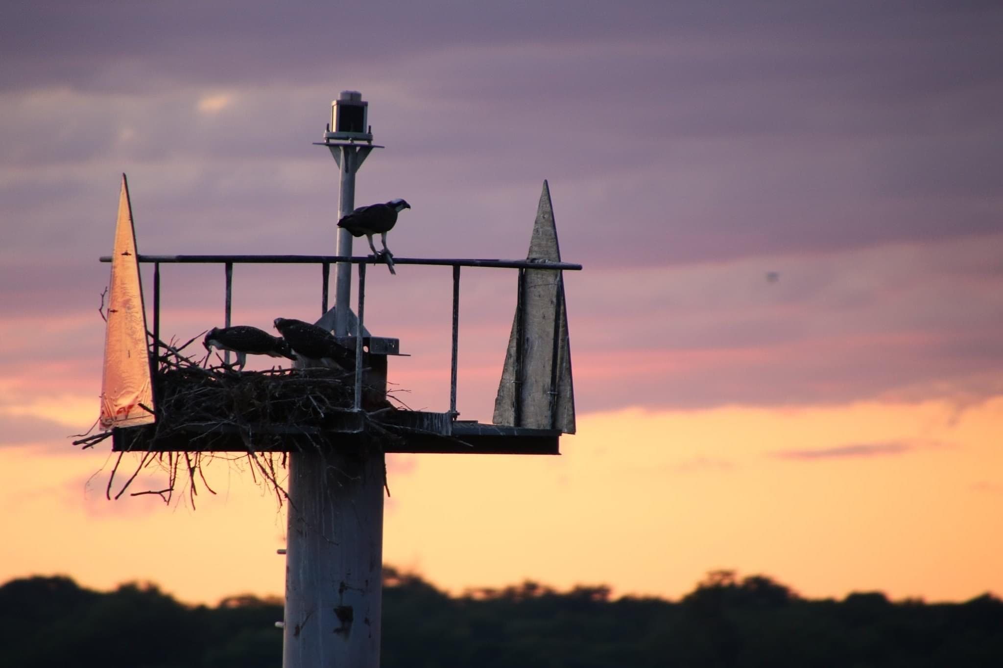 Osprey nesting on platform at Chesapeake Bay sunset