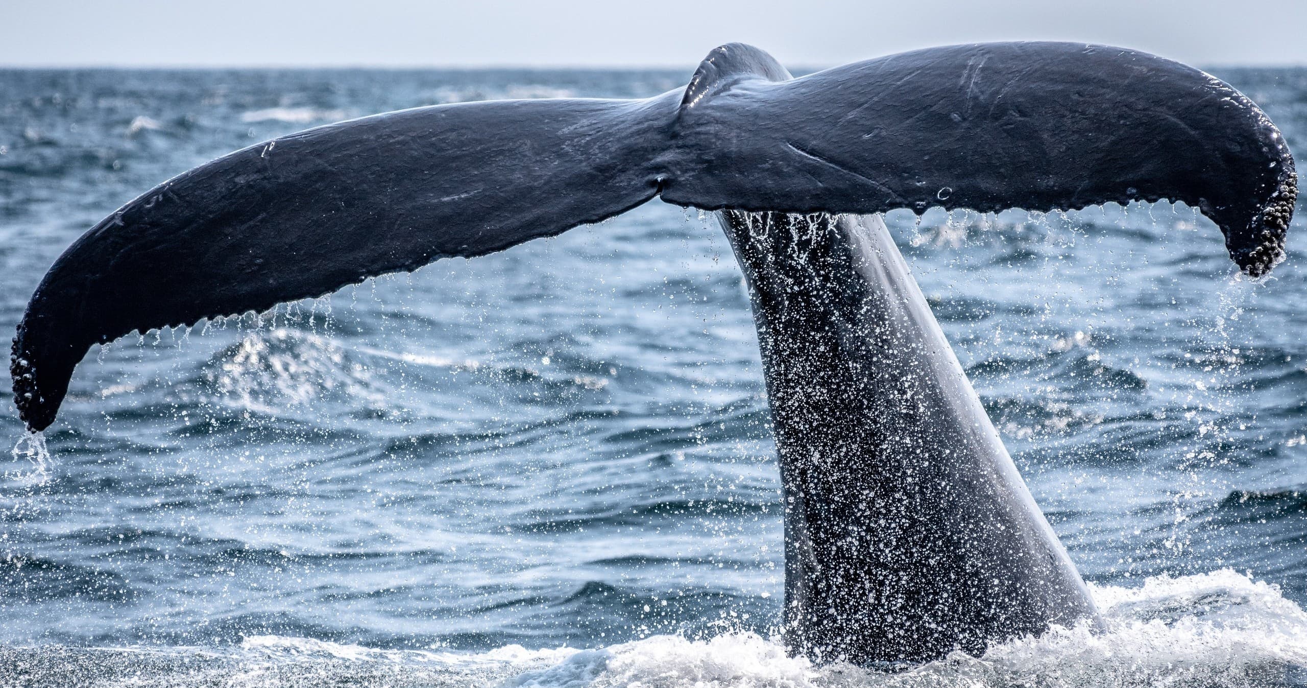Whale tail fluke emerging above ocean surface during dive