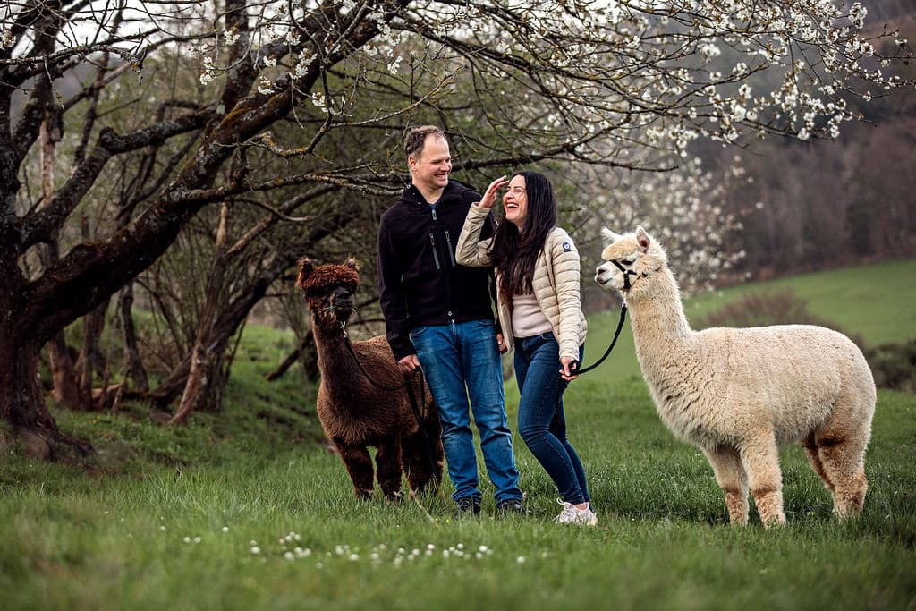 Couple walking alpacas in flowering orchard meadow