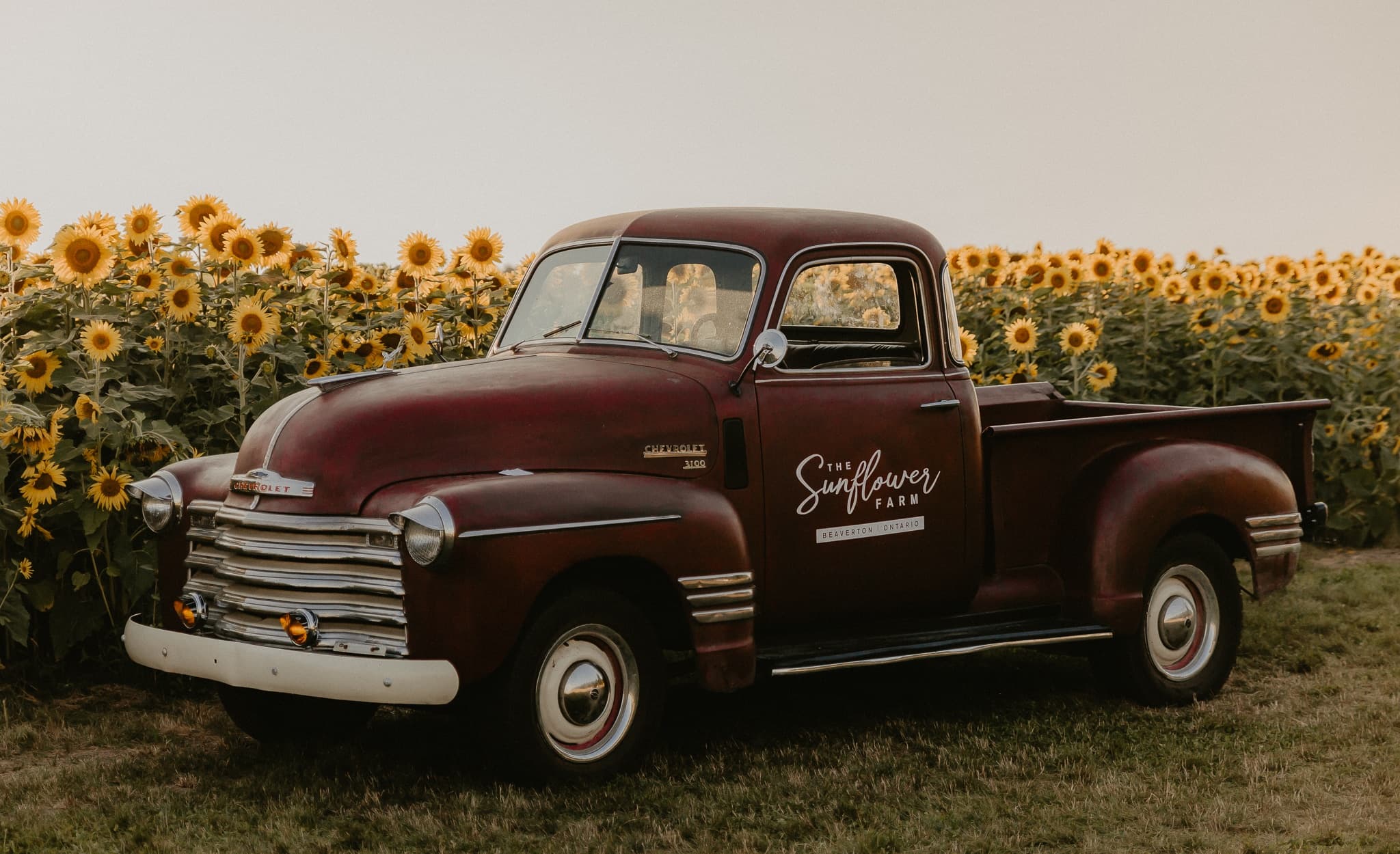 Antique pickup framed by sunflowers at golden hour farm