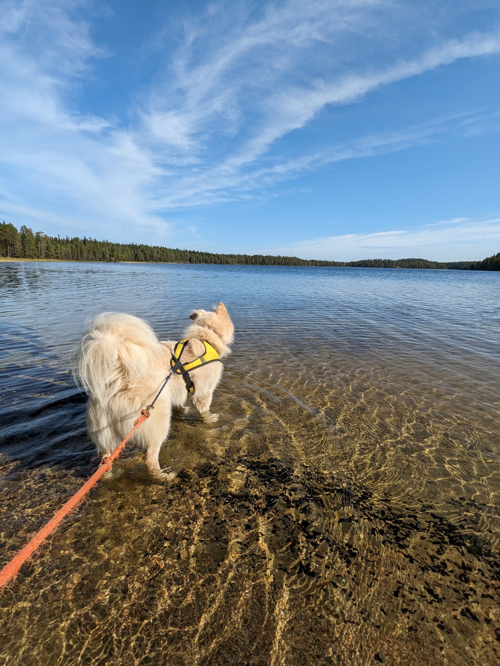 Husky on leash wading into clear lake on sunny shoreline