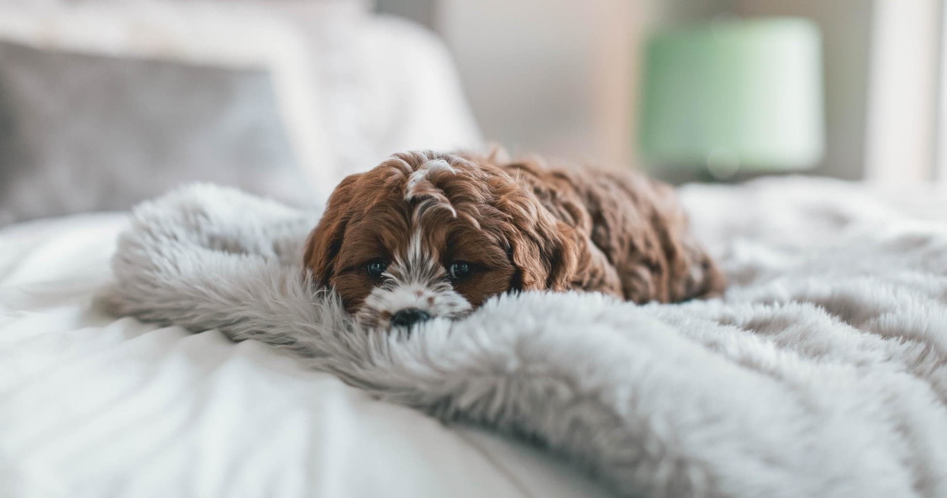 Dog Hotel at Hetta Huskies: Canine Camping & Adventure