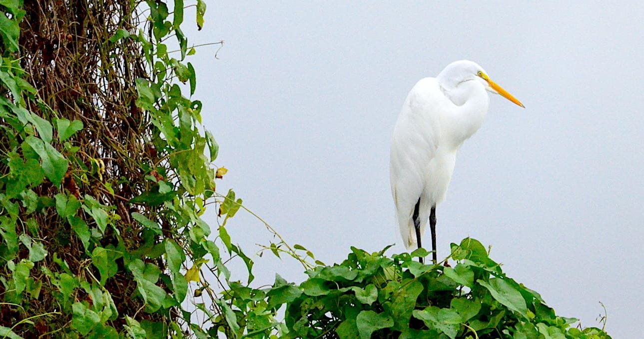 Great egret perched on riverbank vegetation during St. Johns eco tour