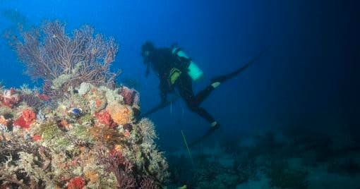 Scuba diver inspecting colorful coral reef on a tropical dive
