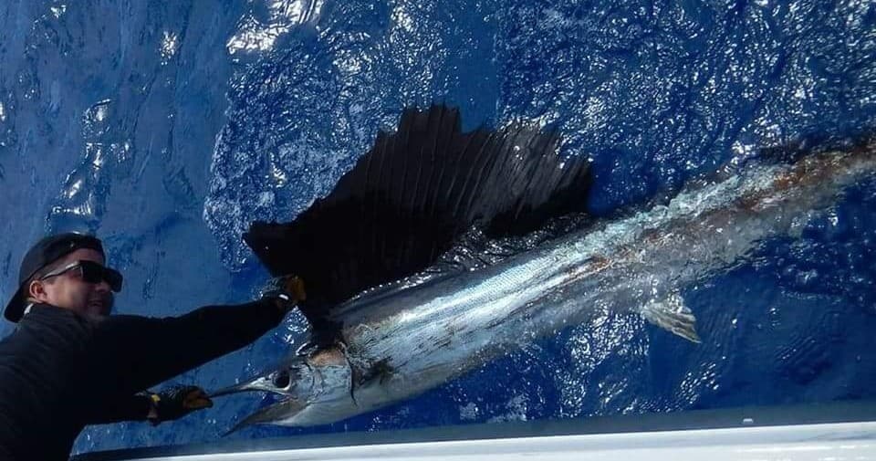 Crew handling sailfish beside boat during deep sea fishing charter