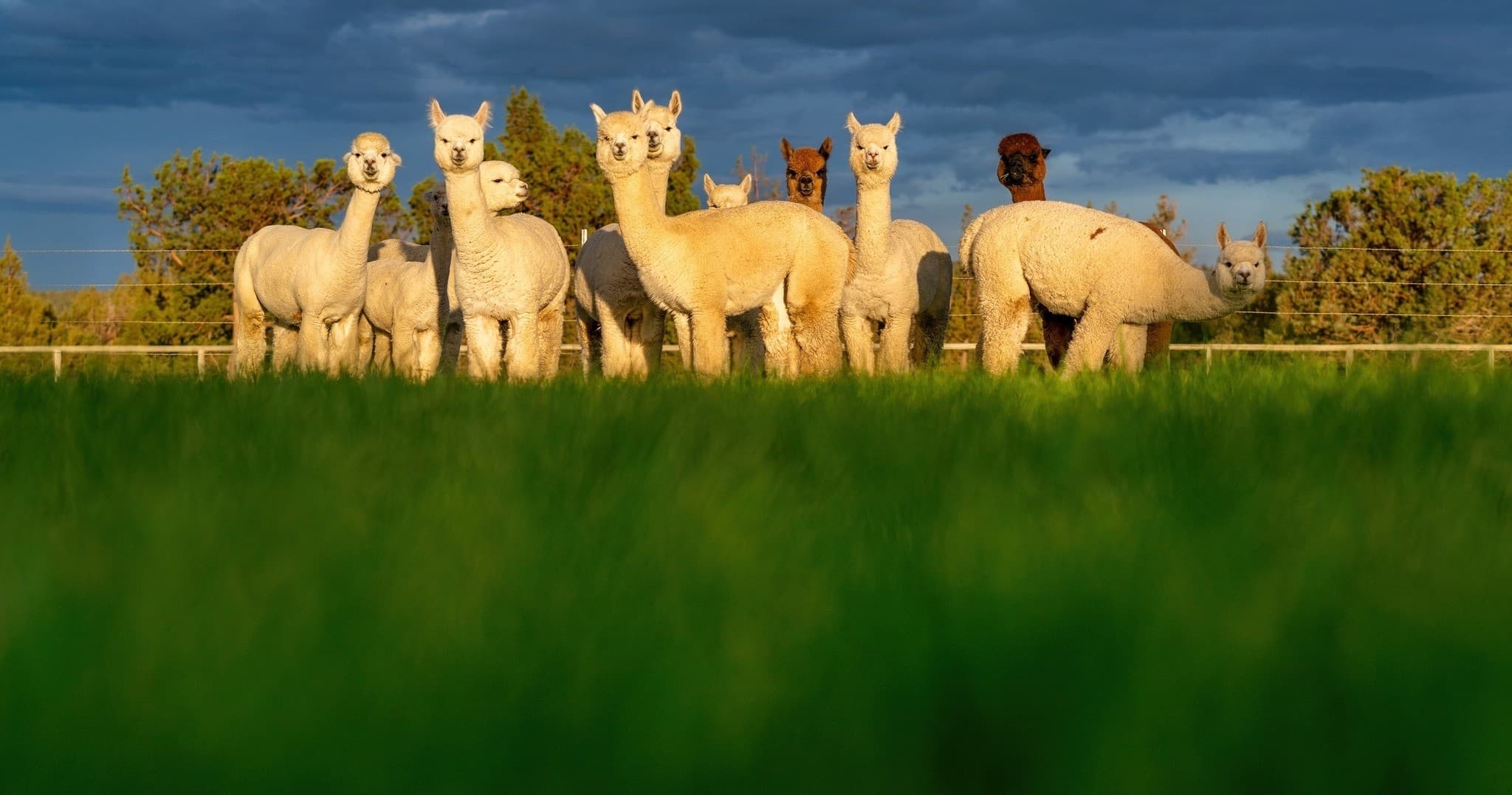 Alpaca Picnic in Bend, Oregon: Original Alpaca Picnic Experience at Flying Dutchman Alpacas