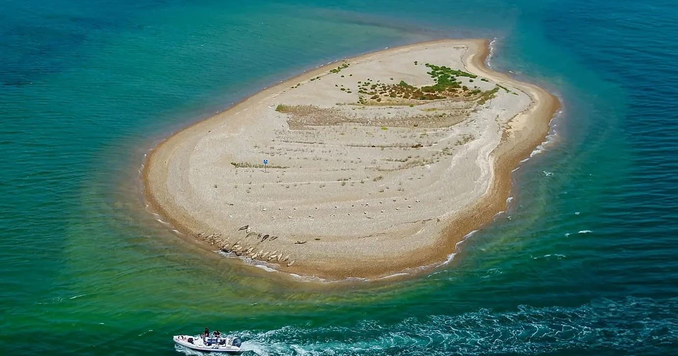 Wildlife & Water Activities at Blakeney Point Seals with North Norfolk Coastal Discovery