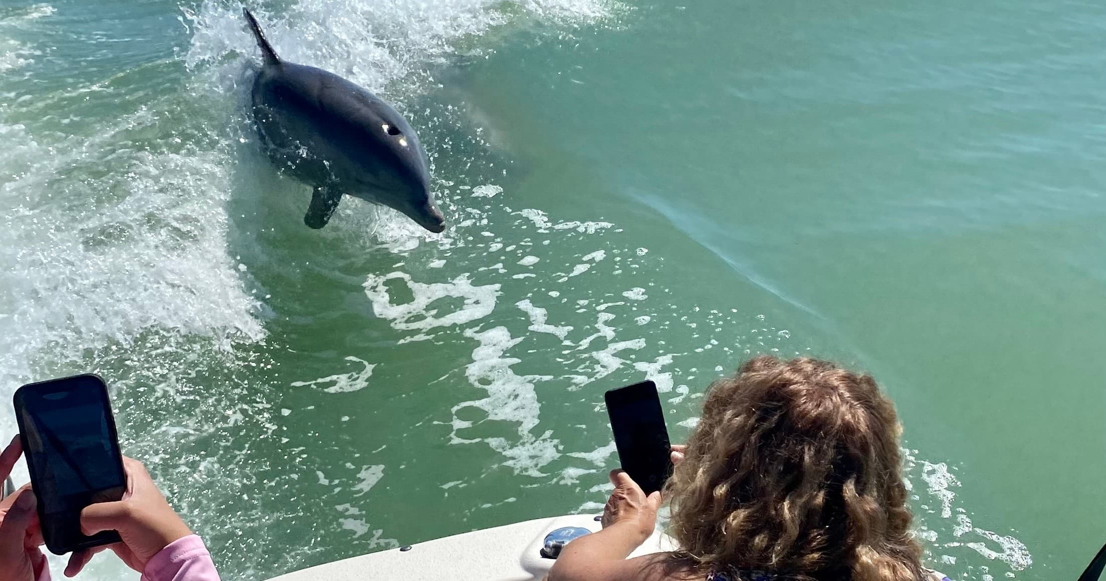 Dolphin breaching beside tour boat with passengers filming
