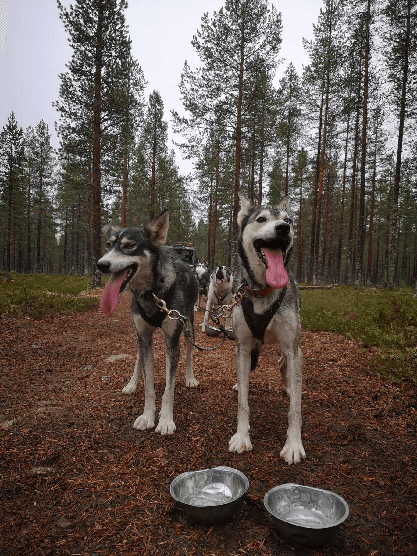 Two huskies resting on trail in pine forest during hiking break