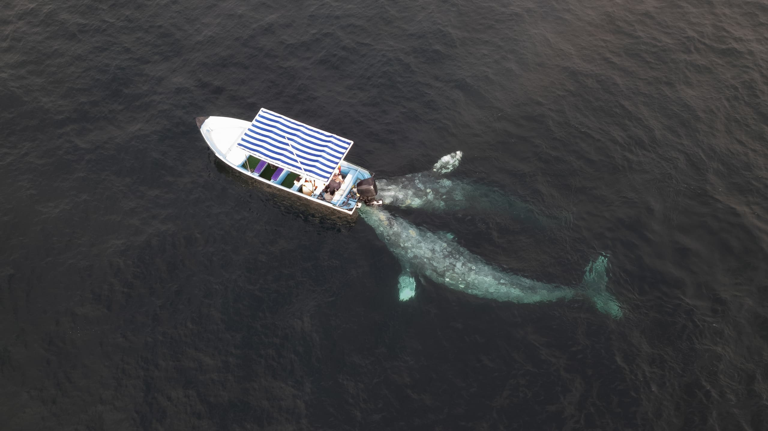 Mag Bay Expedition: Dive Shipwrecks, Snorkel Mangroves & Glamp in Magdalena Bay photo 1