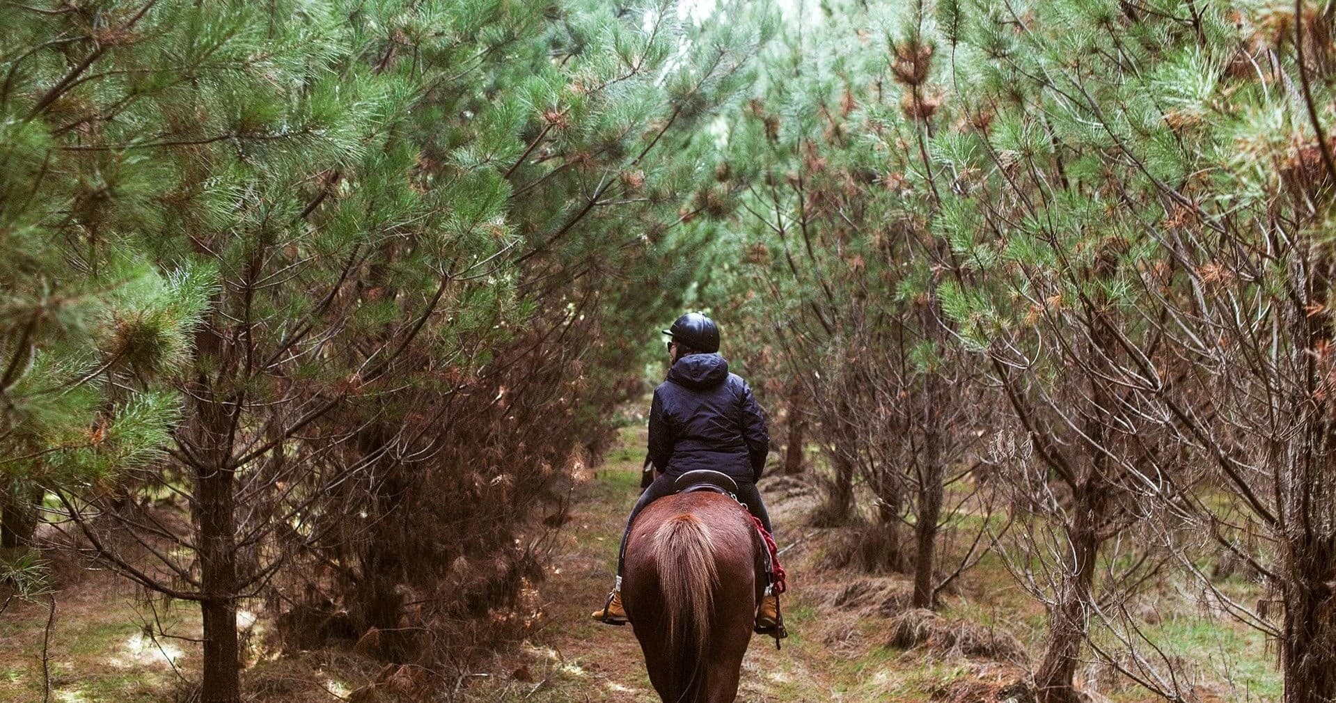 Fast-Paced Horse Treks with Korohe Horse Treks in Tūrangi