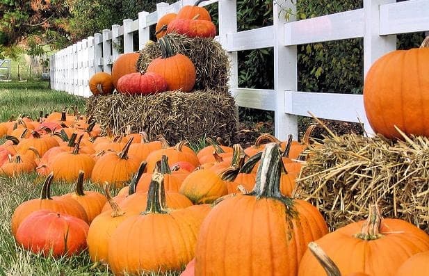 Pumpkin patch display by white fence on rural farm, fall