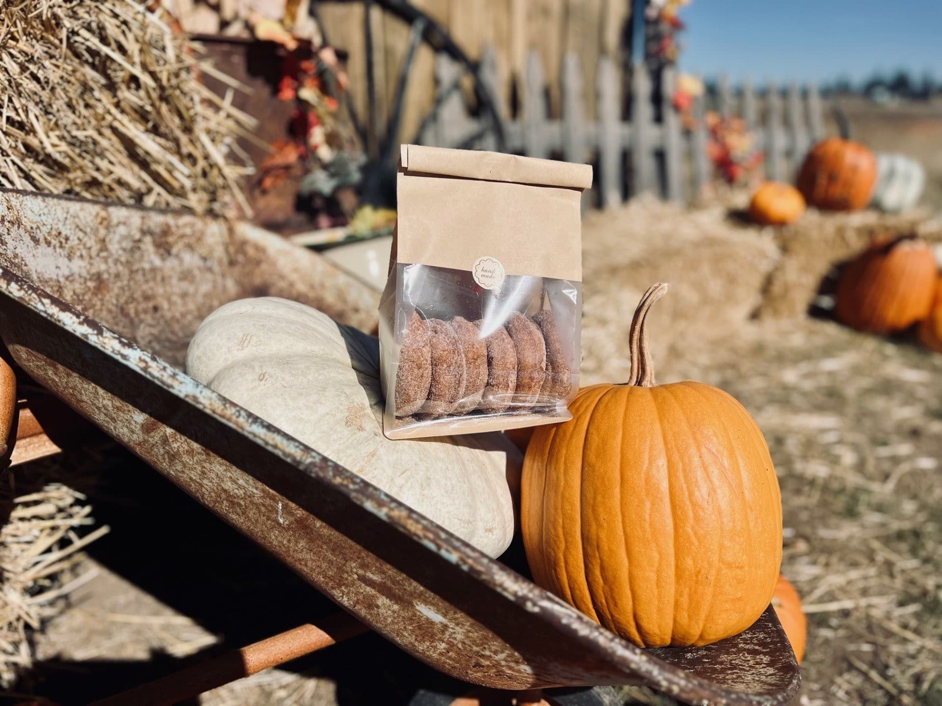Pumpkins, Vintage Trucks, and Farm Animal Snuggles at Rusty Truck Ranch