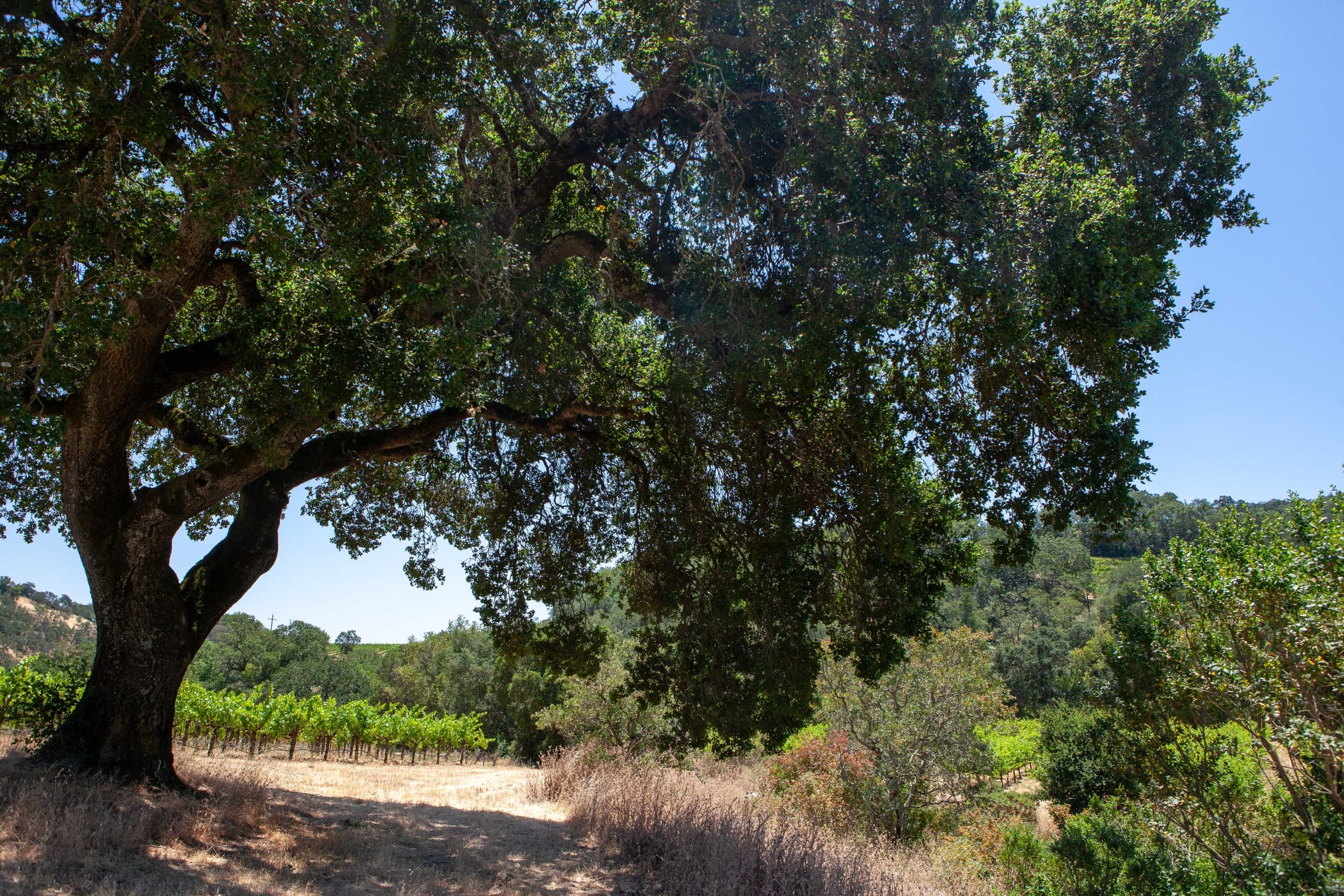 Shaded oak tree along dirt trail through vineyard landscape