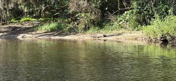 Paddle Turkey Creek: 90-Minute Kayak Tour with Manatees in Palm Bay photo 2