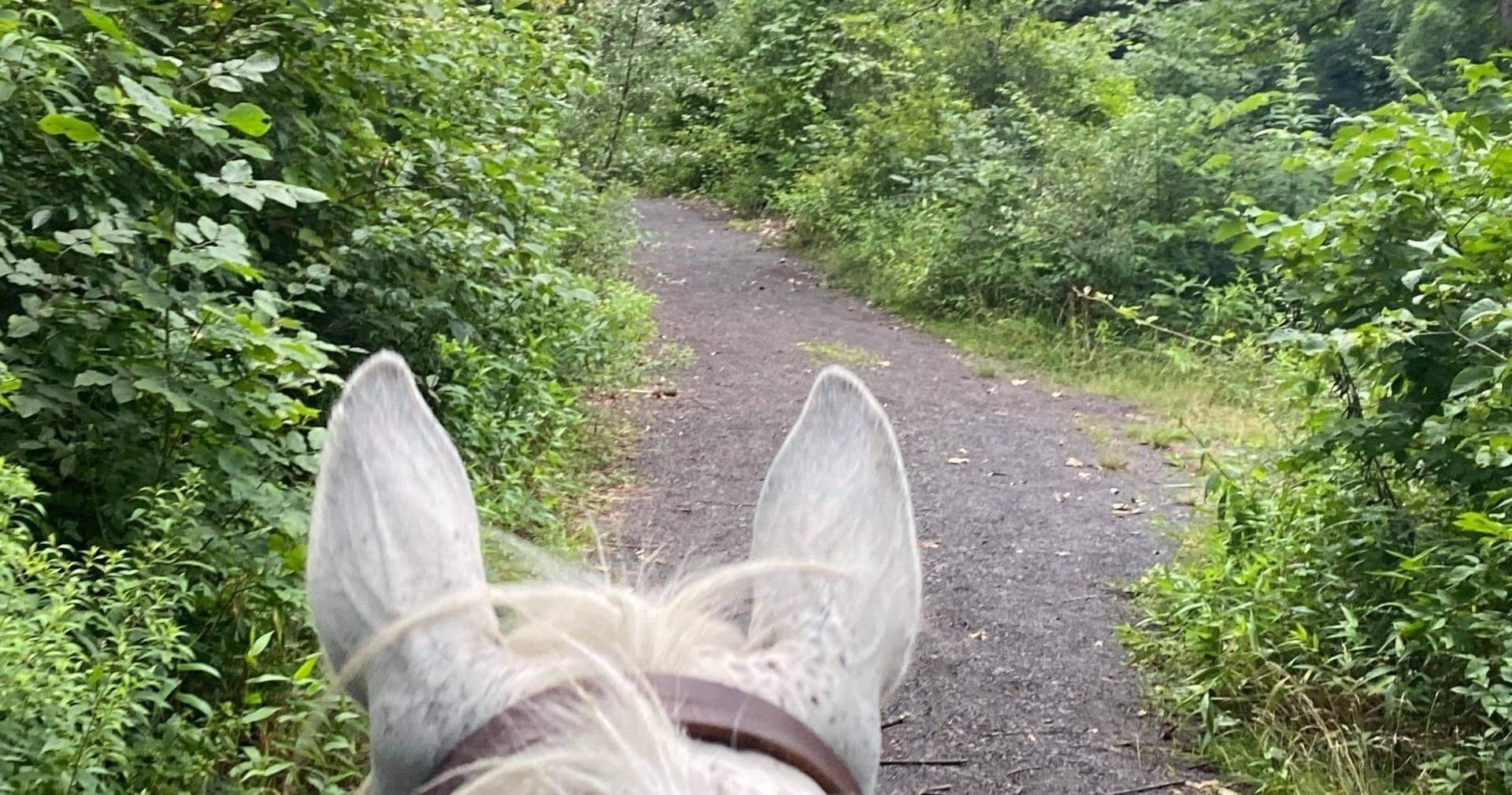 View from atop horse on narrow forest path, ears visible