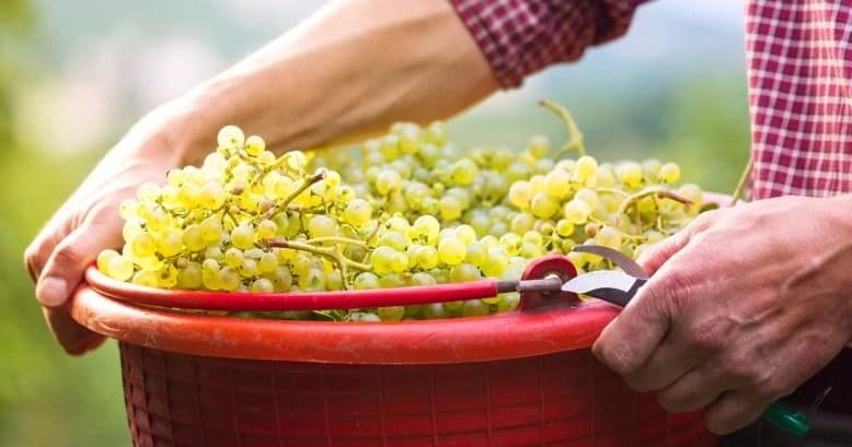Hands harvesting white grapes in vineyard during harvest