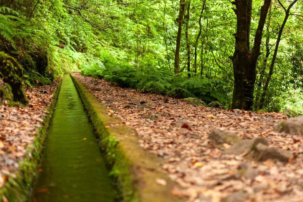 Green forest trail alongside narrow irrigation channel in woods