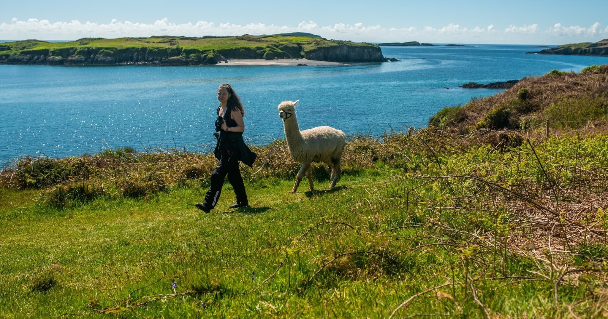 Land Adventures with Seaside Alpacas: Farm Experience