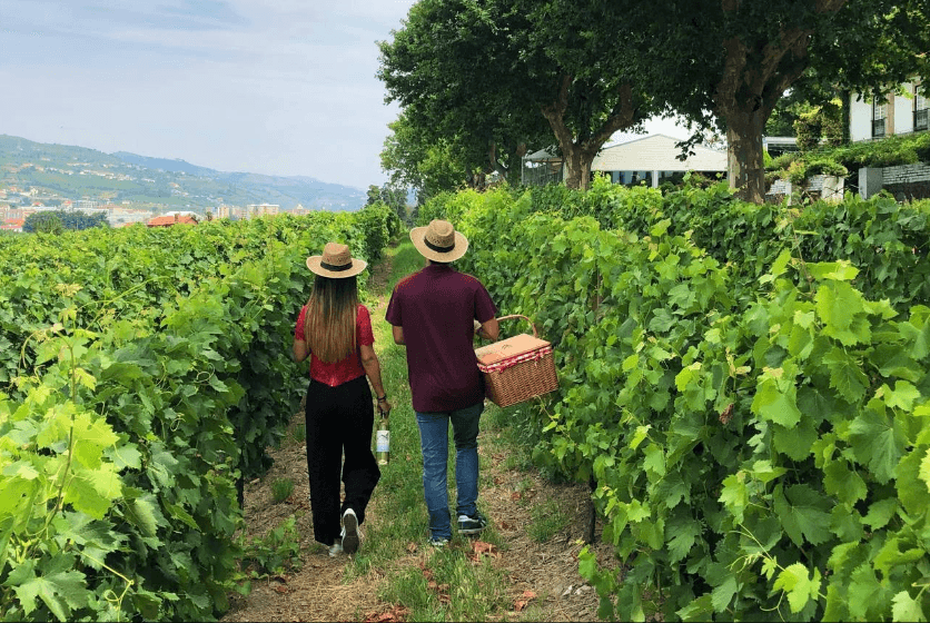 Vineyard Picnics at Quinta da Pacheca in Lamego