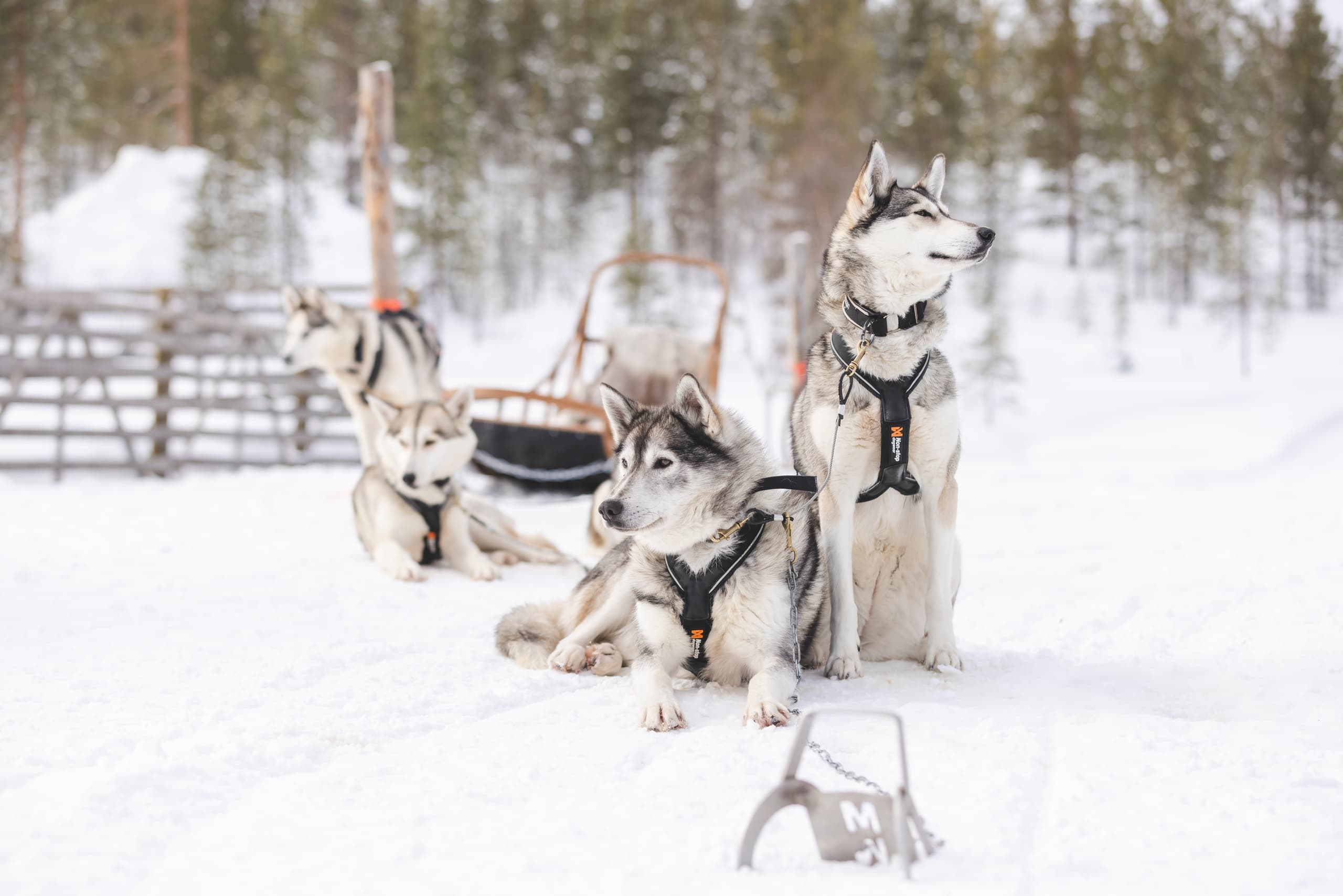 Siberian Husky Sledding Adventure with Star Arctic Hotel