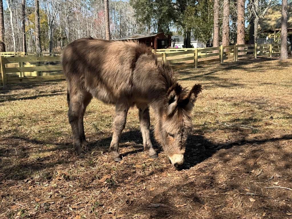 Hands-On Highland Cows, Camels, and Alpacas: Fluffy Farm Encounter Near St. Augustine photo 1