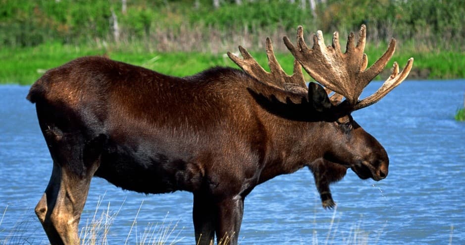 Bull moose wading in lake marshland near grassy shoreline