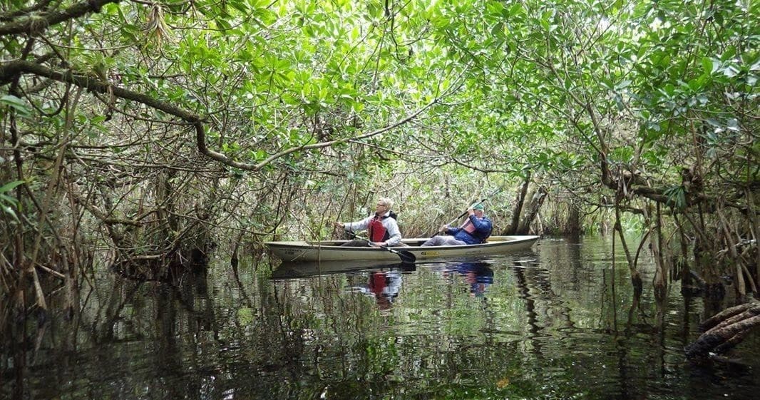 Mangrove Tunnel Kayak Tour by Aquaterra Excursions in Everglades City