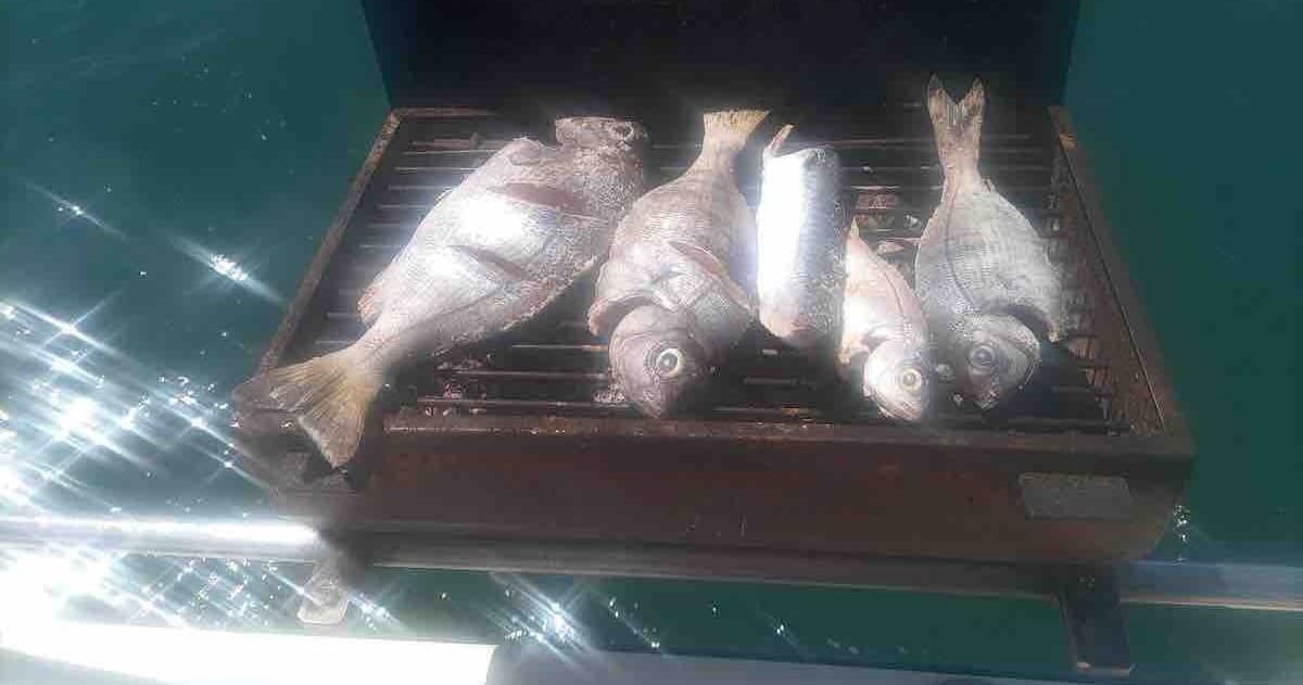 Fishing Adventure at Marina de Cascais with 1/2 Day Fishing