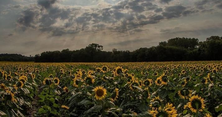 Sunflower field under moody sky on rural farm tour