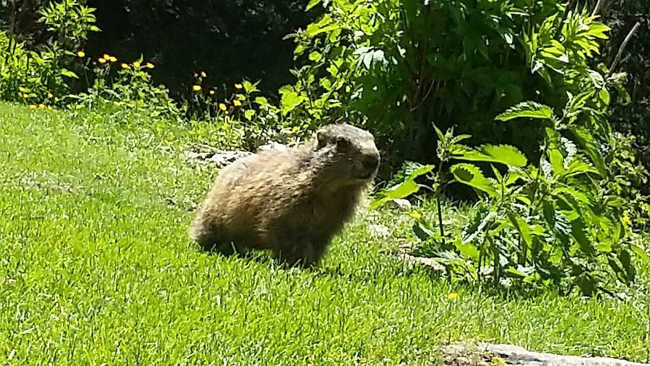 Wildlife & Family Adventure at La città delle marmotte