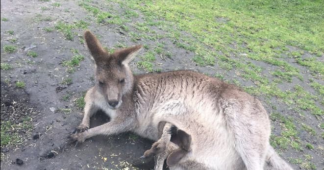 Relaxing kangaroo resting on grassy ground at wildlife park