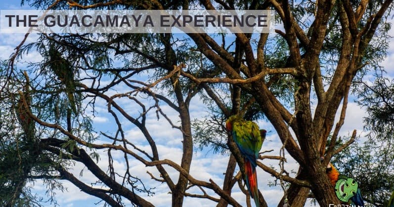 Birdwatching & Wildlife Tour at Rancho de las Guacamayas