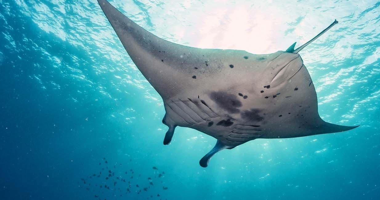 Manta Ray Night Snorkel Adventure in Kailua-Kona