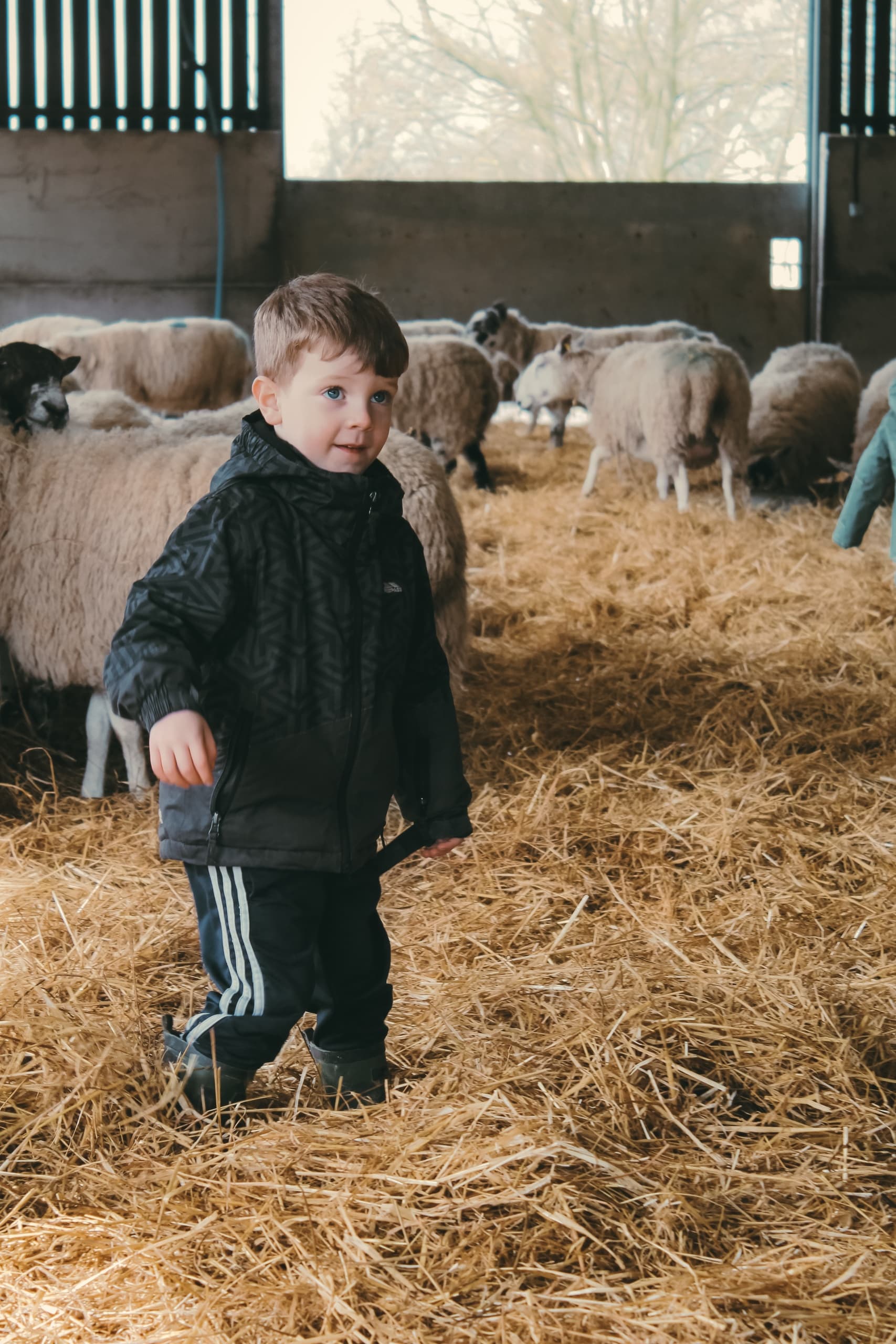 Hands-On Farm Tour at Solsgirth Home Farm, Scotland