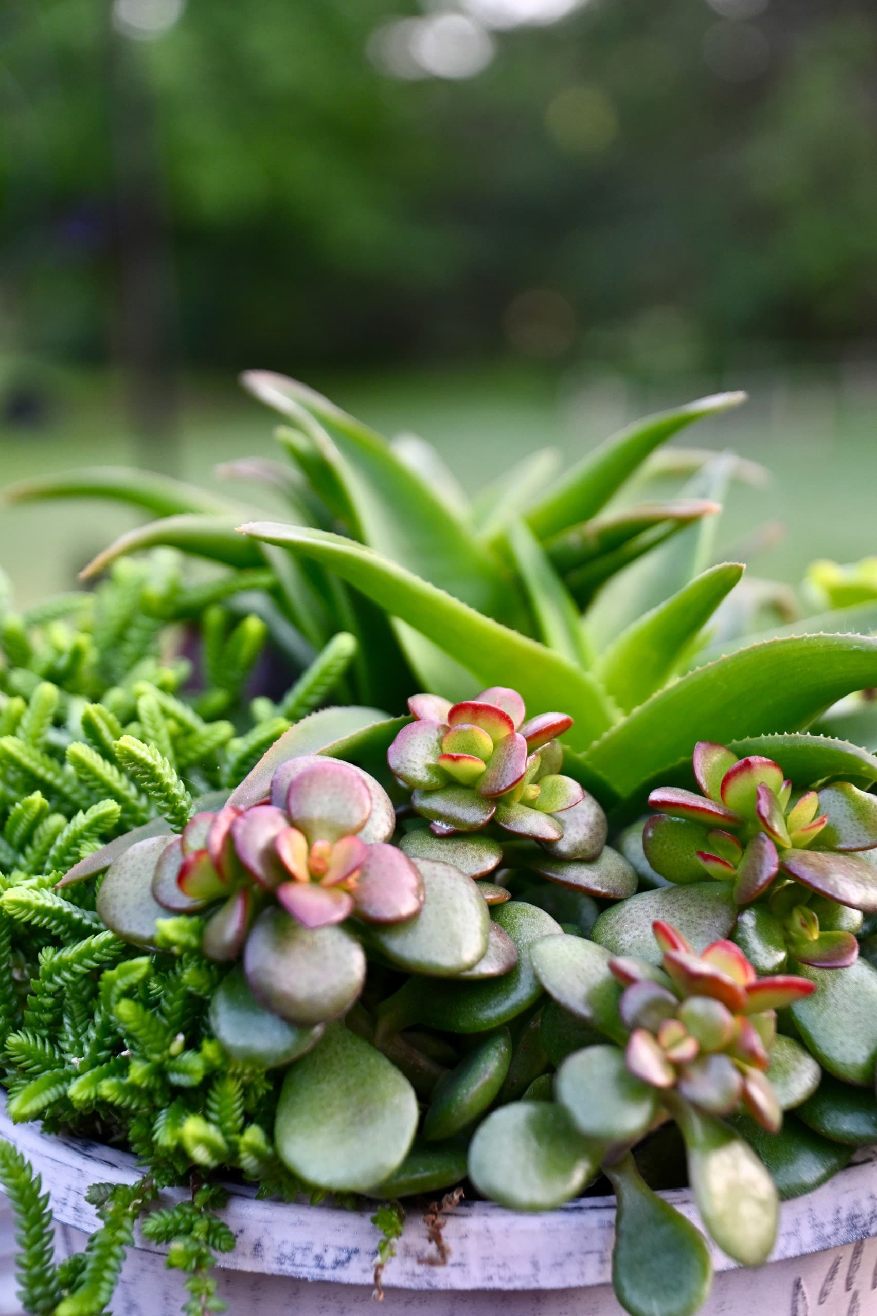 Create Your Own Succulent Garden at Lavender Hill Farm in Boyne City photo 2