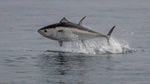 Deep Sea Tuna Fishing Adventure in Huntington Beach