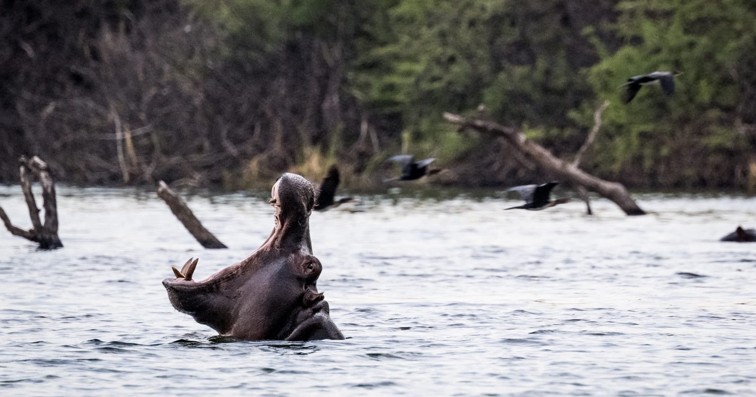 Zambezi and Botswana Experience: 10-Day Rafting, Safari & Victoria Falls Adventure