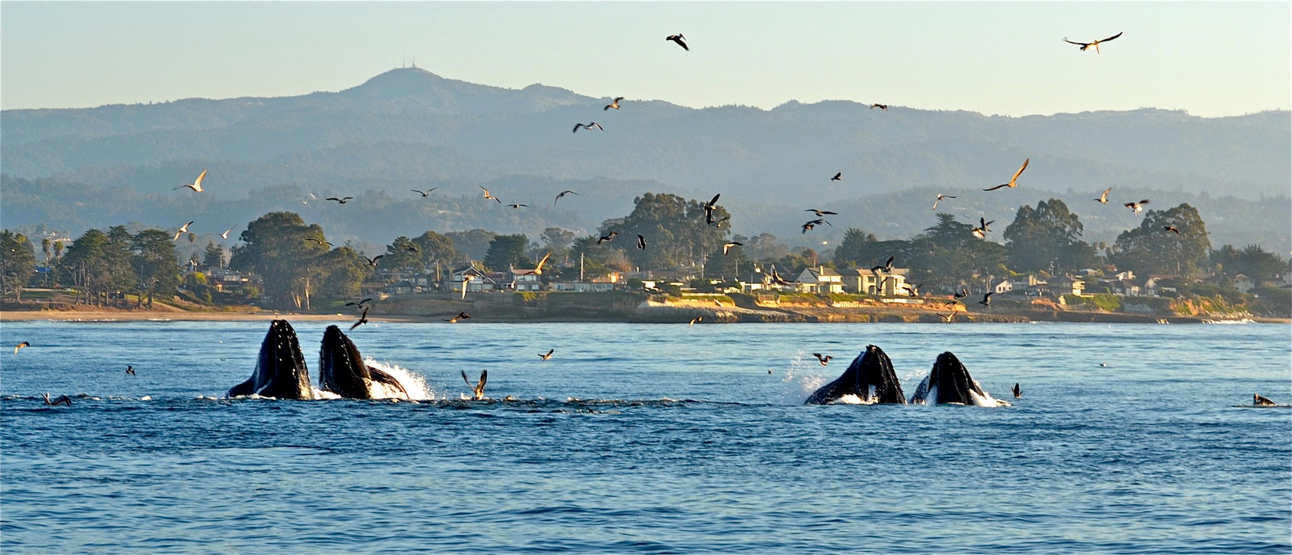 Whale Watching Adventure in Santa Cruz, California