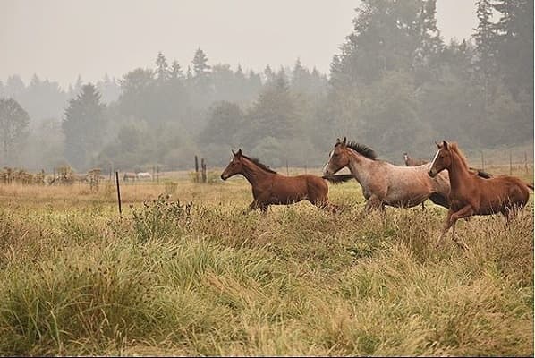 Horses galloping through grassy meadow at mountain stables