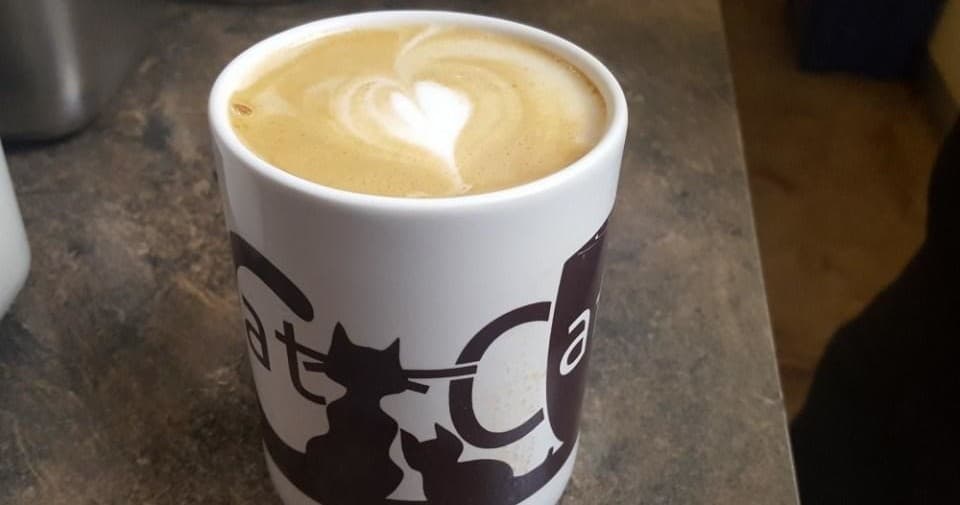 The Cat Cafe team