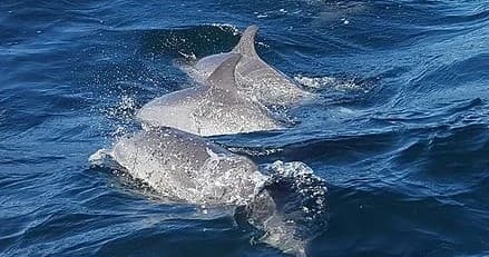 Dolphin Adventure with Destin Excursions in Fort Walton Beach